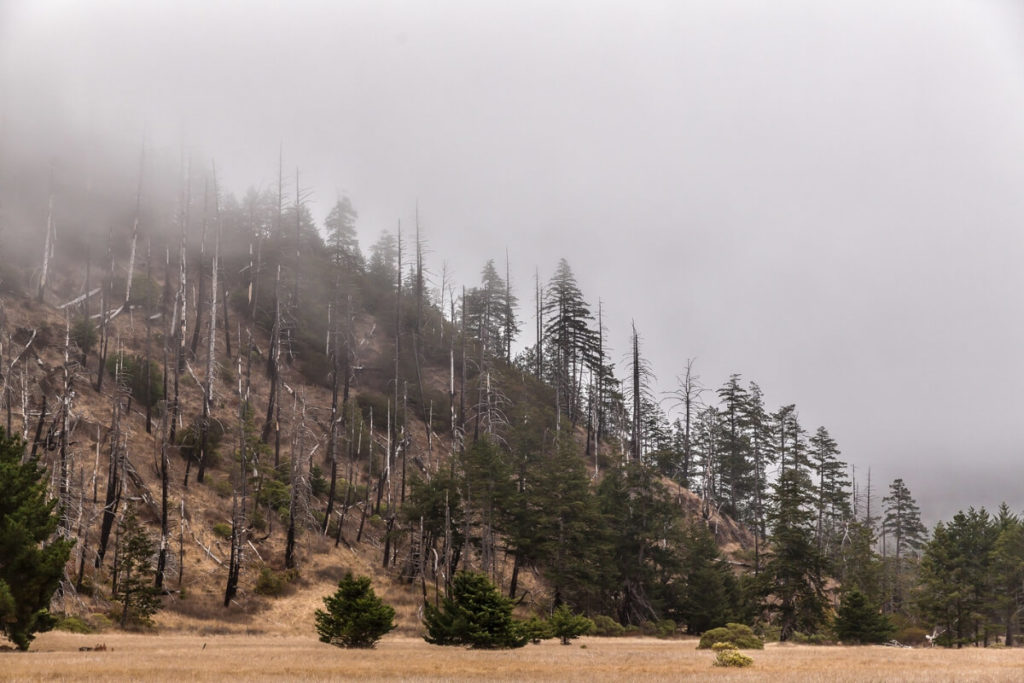 Forest After Forest Fire