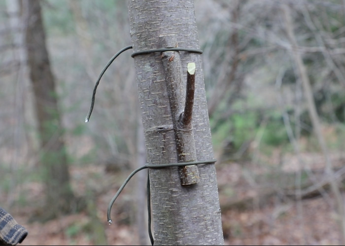 Camping and Bushcraft